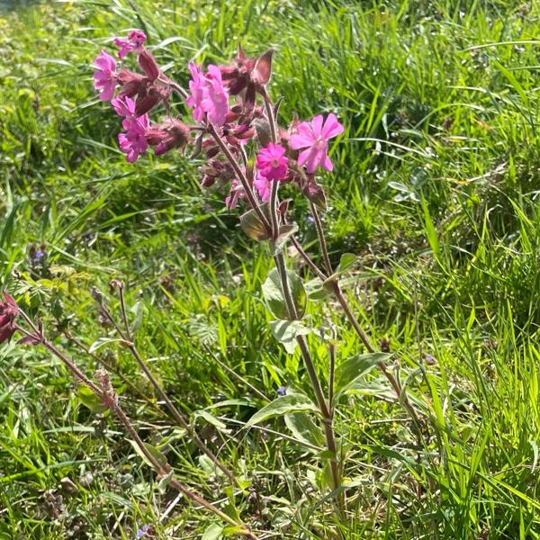 Dagkoekoeksbloem (Silene dioica)